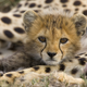 Illustration for article titled Caturday - Acinonyx jubatus Edition